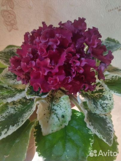 Фиалка сортовая. Часть 1