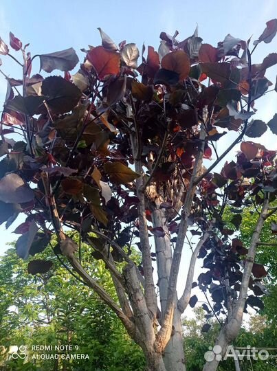 Тополь дельтовидный красный(Purple Tower)