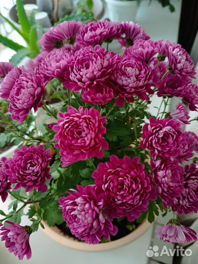 Мультифлора