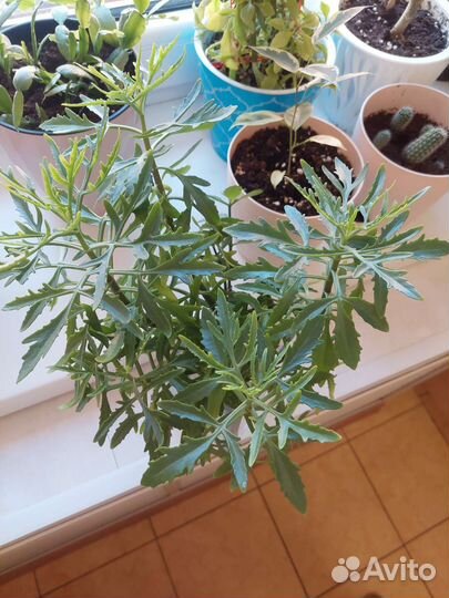 Цветок оленьи рога