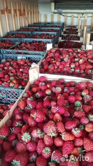 Продам клубнику