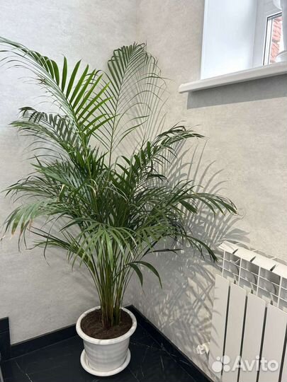 Пальма Арека хризалидокарпус