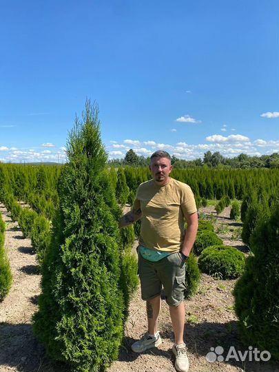 Туя Смарагд 160 см из питомника