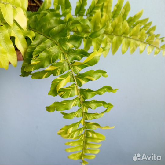 Папоротник Taiger(Тигр)