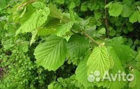 Лист лещины,клена,липы,груши,винограда