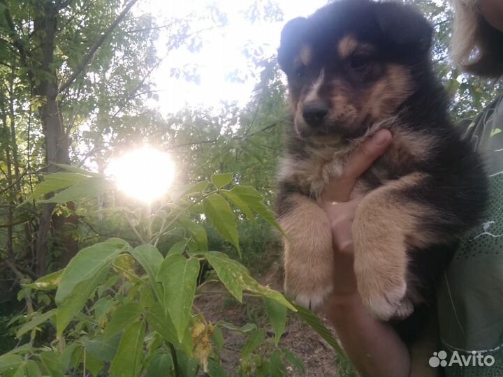 Щенки ищут дом