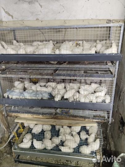 Петушки перепелов техасс