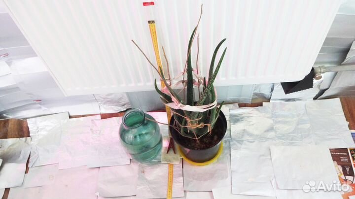 Алоэ Вера 4 года