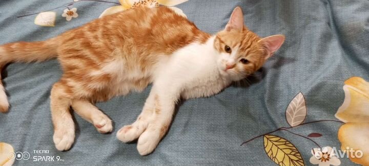 Коты бесплатно
