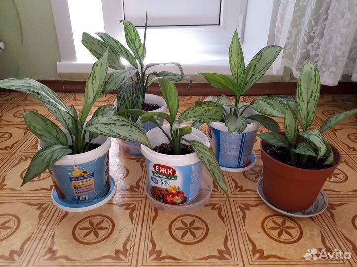 Диффенбахия