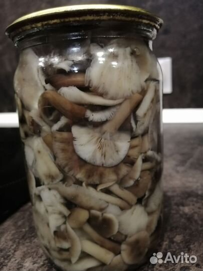 Грибы маринованые опята
