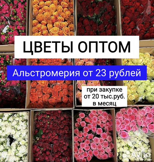 Цветы оптом - пионы розы одноголовая кустовая опто