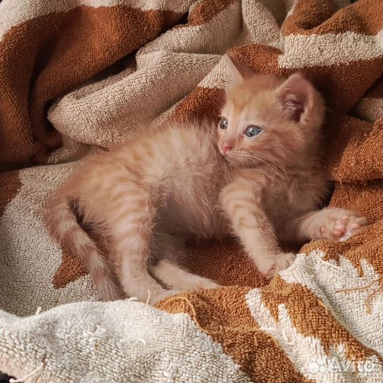 Котёнок Тёма