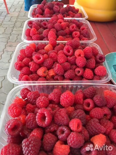 Саженцы супермалины