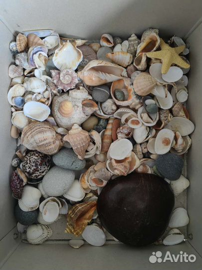 Ракушки морские и галька