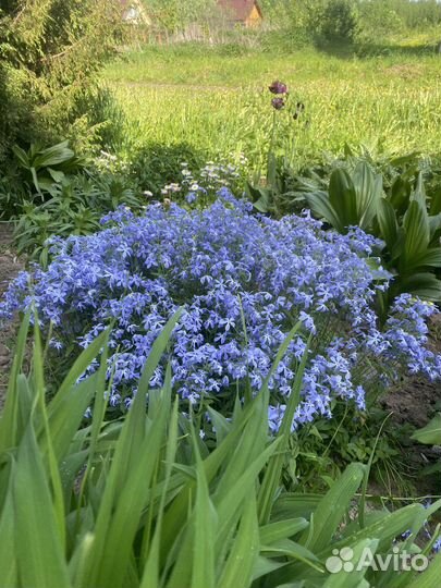 Шалфей дубравный, ромашка розовая, гвоздика