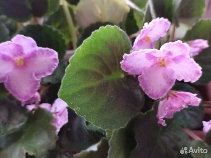 Цветы вырощенные из семян