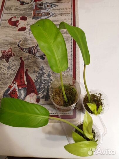 Филодендрон Тай Санрайз