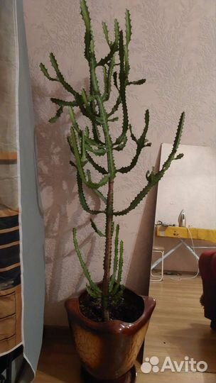 Большой кактус