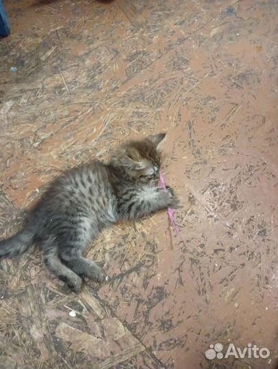 Кошки в добрые руки бесплатно