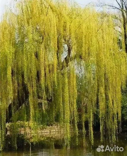 Ива плакучая желтокорая