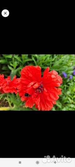 Дельфиниум золотарник-мимоза мак лилейник