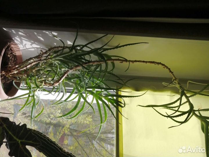 Алоэ алое 4 года