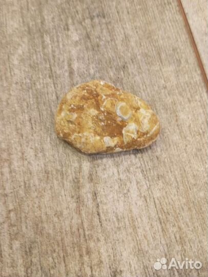 Камень с малюсками