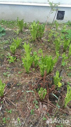 Папоротник