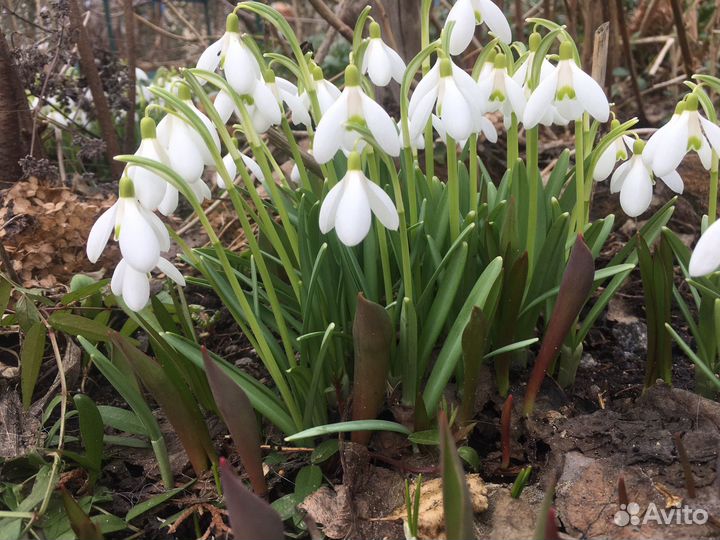 Многолетние садовые растения