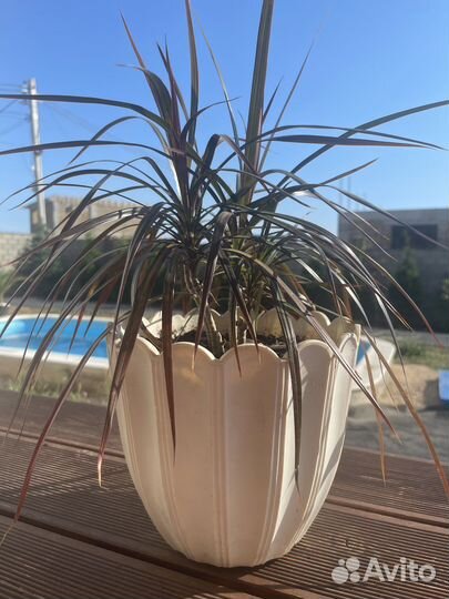 Пальма драцена