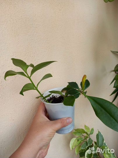 Эсхинантус