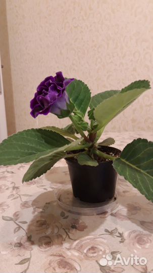 Глоксиния цветущая