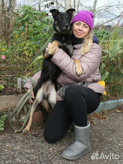 Молодая собака Рукка