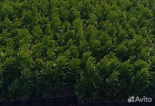 Туя смарагд