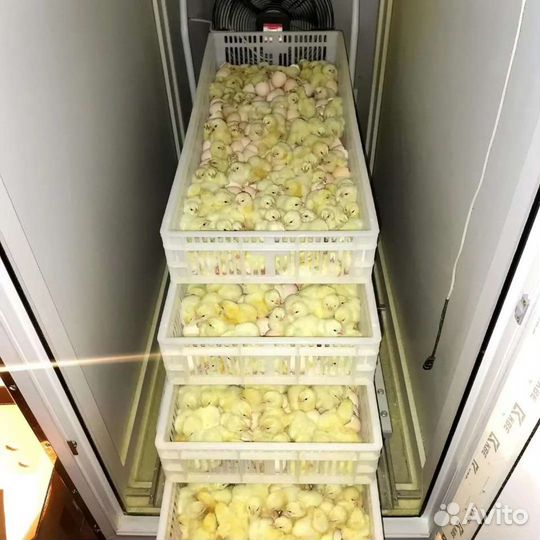 Цыплята бройлера вывод круглый год