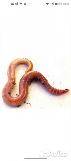 Черви для рыбалки