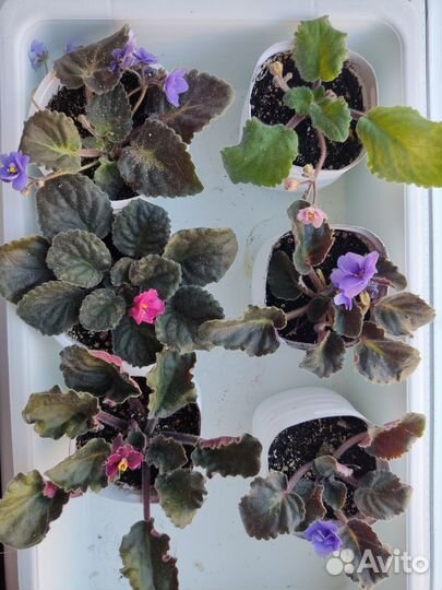 Цветущие фиалки