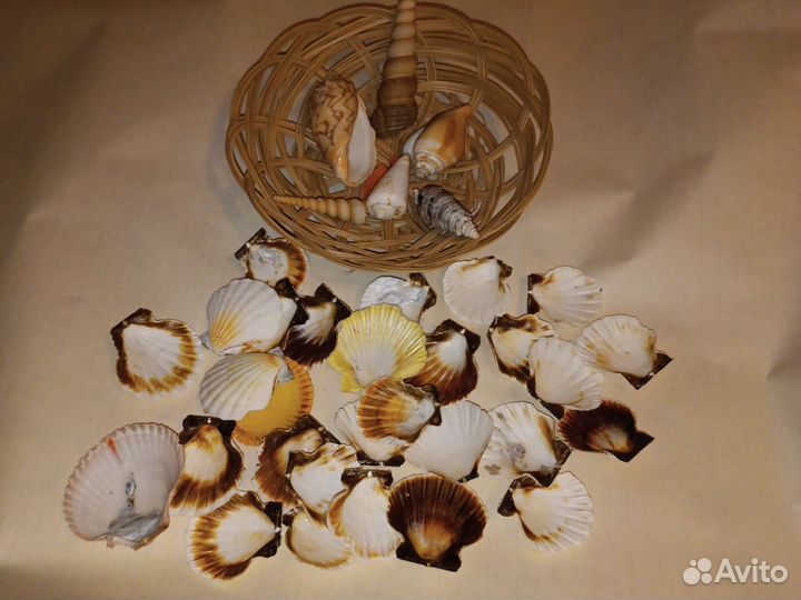 Морские ракушки