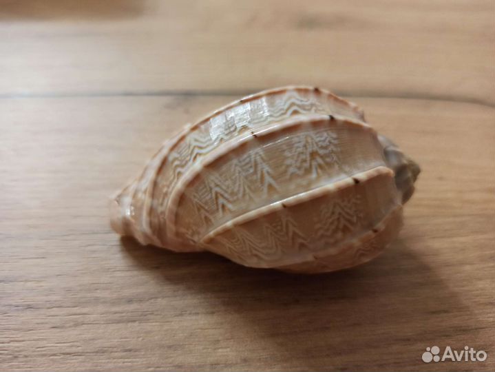 Морская раковина