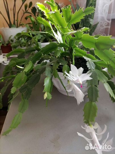 Комнатные цветы,декабрист,фиалка