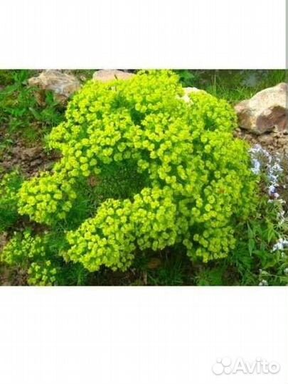 Многолетник-молочай кипорисовый