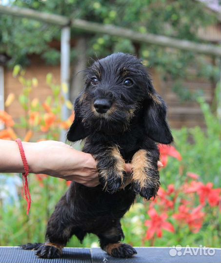 Такса кроличья