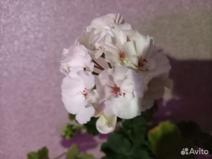 Пеларгония герань