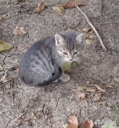Котенок, мальчик