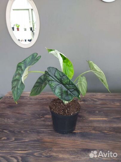 Алоказия Шкура Дракона Драгон Скейл