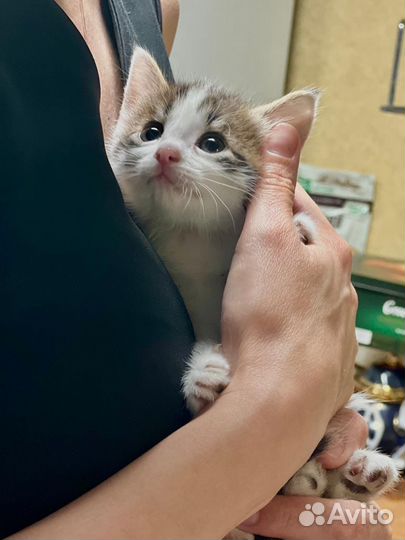 Котята в добрые руки бесплатно