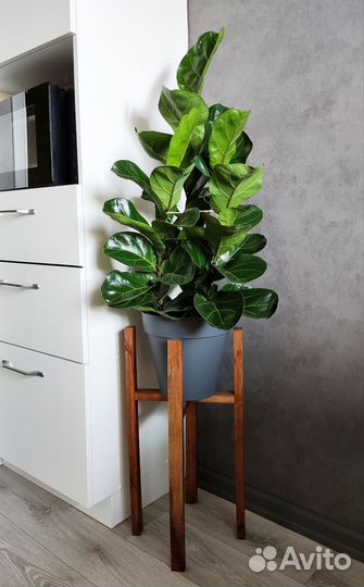 Фикус Лирата Бамбино/ Фикус Лировидный