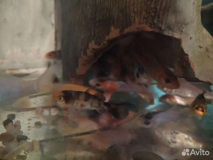 Рыба для пруда