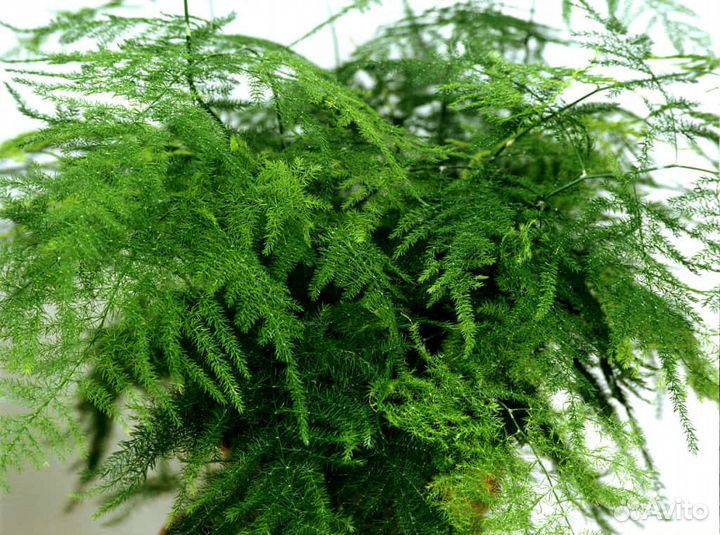 Аспарагусы пышные идеальные для озеленения дома